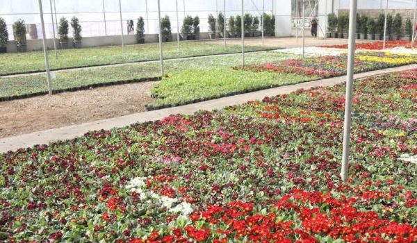 با کاشت ۱۴ و نیم میلیون بوته گل در مشهد به استقبال بهار می رویم